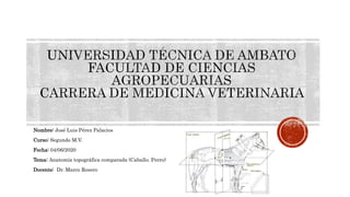 Nombre: José Luis Pérez Palacios
Curso: Segundo M.V.
Fecha: 04/06/2020
Tema: Anatomía topográfica comparada (Caballo. Perro)
Docente: Dr. Marco Rosero
 