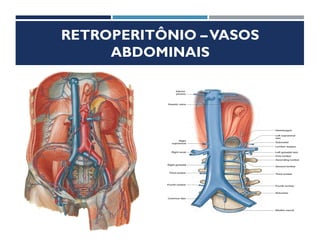 RETROPERITÔNIO –VASOS
ABDOMINAIS
 