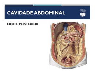 CAVIDADE ABDOMINAL
LIMITE POSTERIOR
 