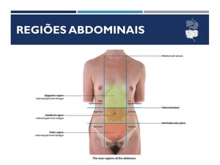 REGIÕES ABDOMINAIS
 