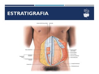 ESTRATIGRAFIA
 