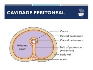 CAVIDADE PERITONEAL
PERITÔNIO
 Intraperitoneais
 Extraperitoneais
 Peritonizadas
 