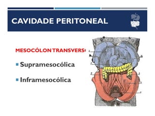 CAVIDADE PERITONEAL
MESOCÓLONTRANSVERSO
 Supramesocólica
 Inframesocólica
 