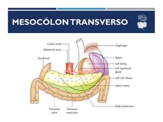 MESOCÓLONTRANSVERSO
 