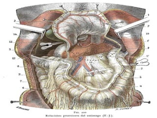 MESOCÓLONTRANSVERSO
 
