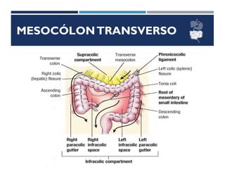 MESOCÓLONTRANSVERSO
 