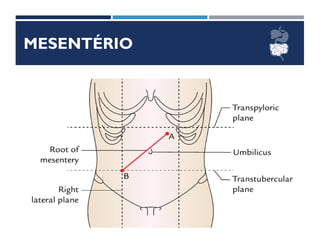 MESENTÉRIO
 