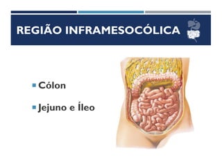 REGIÃO INFRAMESOCÓLICA
 Cólon
 Jejuno e Íleo
 