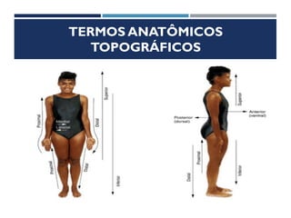 TERMOS ANATÔMICOS
TOPOGRÁFICOS
 Holotipia
 Idiotopia
 Sintopia
 Esqueletopia
 Situação
 Direção
 Meios de Fixação
 Relações
 