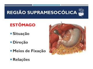 REGIÃO SUPRAMESOCÓLICA
ESTÔMAGO
 Situação
 Direção
 Meios de Fixação
 Relações
 
