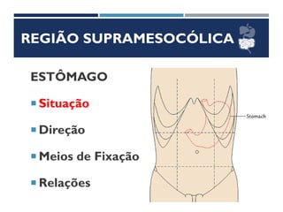REGIÃO SUPRAMESOCÓLICA
ESTÔMAGO
 Situação
 Direção
 Meios de Fixação
 Relações
 