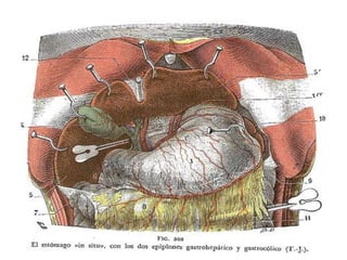 REGIÃO SUPRAMESOCÓLICA
ESTÔMAGO
 Situação
 Direção
 Meios de Fixação
 Relações
 