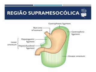 REGIÃO SUPRAMESOCÓLICA
ESTÔMAGO
 Situação
 Direção
 Meios de Fixação
 Relações
 