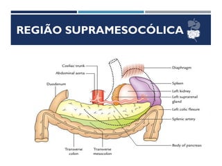 REGIÃO SUPRAMESOCÓLICA
ESTÔMAGO
 Situação
 Direção
 Meios de Fixação
 Relações
 