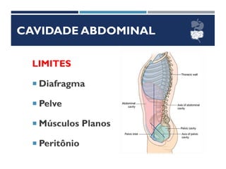 CAVIDADE ABDOMINAL
LIMITES
 Diafragma
 Pelve
 Músculos Planos
 Peritônio
 