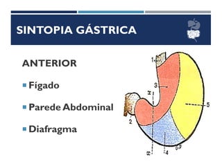 SINTOPIA GÁSTRICA
ANTERIOR
 Fígado
 Parede Abdominal
 Diafragma
 