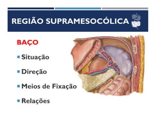 REGIÃO SUPRAMESOCÓLICA
BAÇO
 Situação
 Direção
 Meios de Fixação
 Relações
 