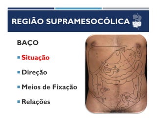 REGIÃO SUPRAMESOCÓLICA
BAÇO
 Situação
 Direção
 Meios de Fixação
 Relações
 
