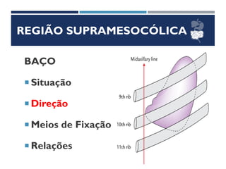 REGIÃO SUPRAMESOCÓLICA
BAÇO
 Situação
 Direção
 Meios de Fixação
 Relações
 