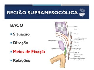 REGIÃO SUPRAMESOCÓLICA
BAÇO
 Situação
 Direção
 Meios de Fixação
 Relações
 