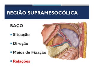 REGIÃO SUPRAMESOCÓLICA
BAÇO
 Situação
 Direção
 Meios de Fixação
 Relações
 