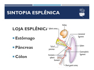 SINTOPIA ESPLÊNICA
LOJA ESPLÊNICA
 Estômago
 Pâncreas
 Cólon
 