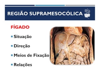 REGIÃO SUPRAMESOCÓLICA
FÍGADO
 Situação
 Direção
 Meios de Fixação
 Relações
 