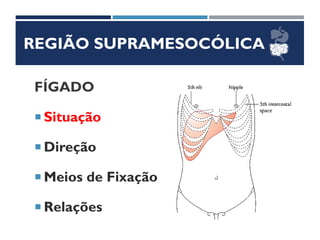 REGIÃO SUPRAMESOCÓLICA
FÍGADO
 Situação
 Direção
 Meios de Fixação
 Relações
 
