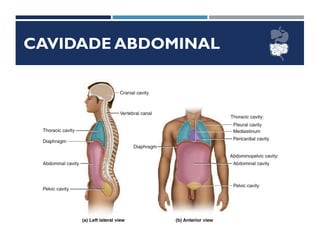 CAVIDADE ABDOMINAL
 