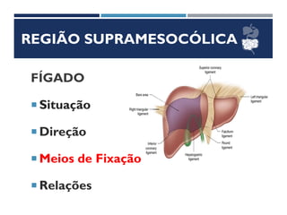 REGIÃO SUPRAMESOCÓLICA
FÍGADO
 Situação
 Direção
 Meios de Fixação
 Relações
 