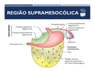 REGIÃO SUPRAMESOCÓLICA
FÍGADO
 Situação
 Direção
 Meios de Fixação
 Relações
 