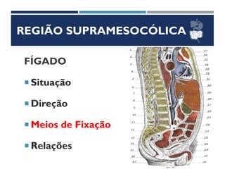 REGIÃO SUPRAMESOCÓLICA
FÍGADO
 Situação
 Direção
 Meios de Fixação
 Relações
 