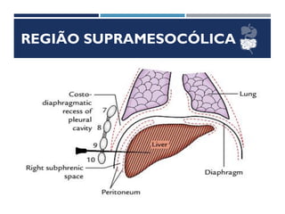 REGIÃO SUPRAMESOCÓLICA
FÍGADO
 Situação
 Direção
 Meios de Fixação
 Relações
 