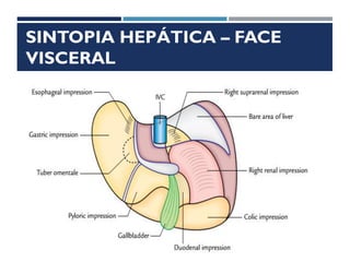 SINTOPIA HEPÁTICA – FACE
VISCERAL
 