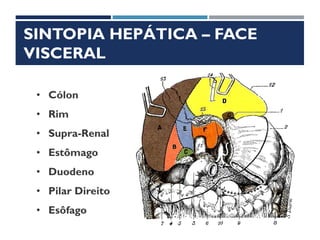 SINTOPIA HEPÁTICA – FACE
VISCERAL
• Cólon
• Rim
• Supra-Renal
• Estômago
• Duodeno
• Pilar Direito
• Esôfago
 