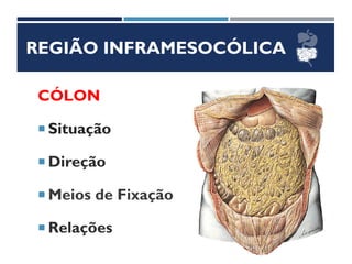 REGIÃO INFRAMESOCÓLICA
CÓLON
 Situação
 Direção
 Meios de Fixação
 Relações
 