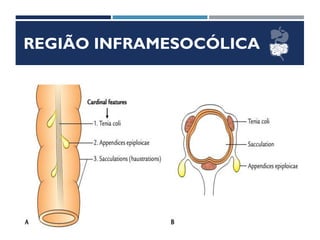 REGIÃO INFRAMESOCÓLICA
CÓLON
 Situação
 Direção
 Meios de Fixação
 Relações
 
