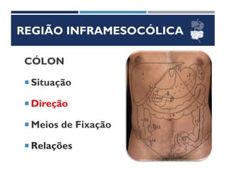 REGIÃO INFRAMESOCÓLICA
CÓLON
 Situação
 Direção
 Meios de Fixação
 Relações
 