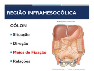 REGIÃO INFRAMESOCÓLICA
CÓLON
 Situação
 Direção
 Meios de Fixação
 Relações
 