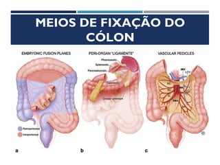 MEIOS DE FIXAÇÃO DO
CÓLON
 