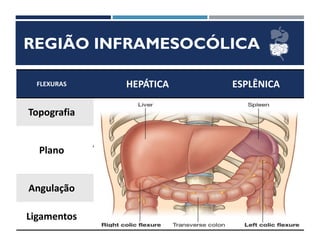 REGIÃO INFRAMESOCÓLICA
FLEXURAS HEPÁTICA ESPLÊNICA
Topografia Flanco Hipocôndrio
Plano
Abaixo do P. Transpilórico
L2
Acima do P.
Transpilórico
T12
Angulação Menor Maior
Ligamentos Ausente Presente
 