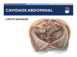 CAVIDADE ABDOMINAL
LIMITE INFERIOR
 