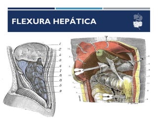 FLEXURA HEPÁTICA
 