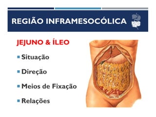 REGIÃO INFRAMESOCÓLICA
JEJUNO & ÍLEO
 Situação
 Direção
 Meios de Fixação
 Relações
 