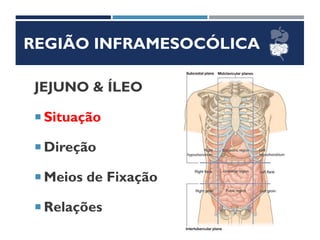REGIÃO INFRAMESOCÓLICA
JEJUNO & ÍLEO
 Situação
 Direção
 Meios de Fixação
 Relações
 