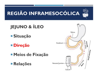 REGIÃO INFRAMESOCÓLICA
JEJUNO & ÍLEO
 Situação
 Direção
 Meios de Fixação
 Relações
 