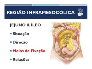 REGIÃO INFRAMESOCÓLICA
JEJUNO & ÍLEO
 Situação
 Direção
 Meios de Fixação
 Relações
 