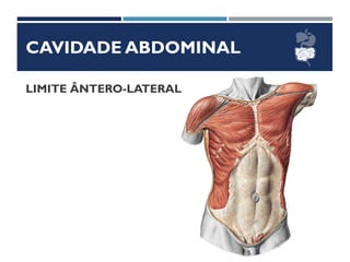 CAVIDADE ABDOMINAL
LIMITE ÂNTERO-LATERAL
 
