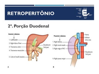 RETROPERITÔNIO
2ª. Porção Duodenal
 