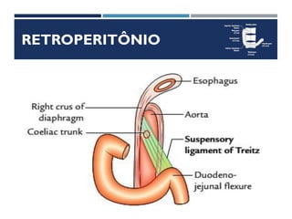 RETROPERITÔNIO
4ª. Porção Duodenal
 
